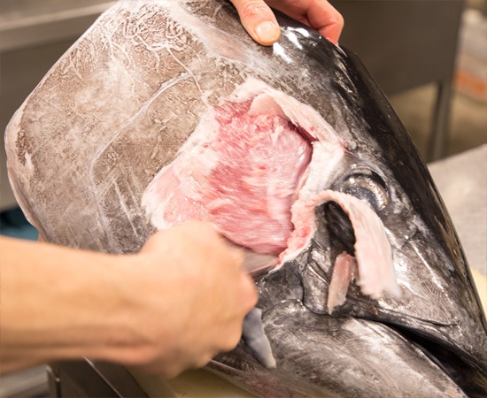 【毎週金曜日限定】本鮪大カマトロ争奪!じゃんけん大会!